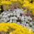Sedum Spathulifolium Cape blanco.jpg